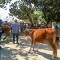 Magetan 13 September 2023The animal market in Kawedanan can be seen buying and selling red cattle in the sunlight