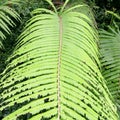 Magetan 9 September 2023 The green leaves of the Haji fern in the sunlight forest grow on Jalan Magetan Solo on the side of the