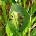 Magetan 14 September 2023 Plant pests often eat green leaves, enemies of farmers in the afternoon sunlight in the rice fields