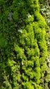 The mango tree moss Royalty Free Stock Photo