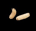 Maggot on a black background Royalty Free Stock Photo