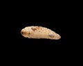 Maggot on a black background Royalty Free Stock Photo
