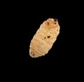 Maggot on a black background Royalty Free Stock Photo