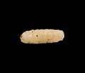 Maggot on a black background Royalty Free Stock Photo