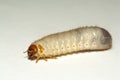 Maggot of chafer