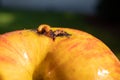 Maggot crawls out of a ripe apple