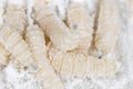 Maggot in flour. macro Royalty Free Stock Photo