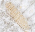 Maggot in flour. macro Royalty Free Stock Photo