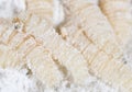 Maggot in flour. macro Royalty Free Stock Photo