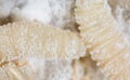 Maggot in flour. macro Royalty Free Stock Photo