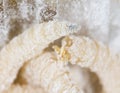 Maggot in flour. macro Royalty Free Stock Photo