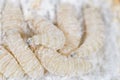 Maggot in flour. macro Royalty Free Stock Photo