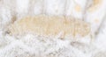 Maggot in flour. macro Royalty Free Stock Photo