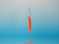 Maggot on a hook Royalty Free Stock Photo