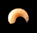 Maggot isolated black background. Macro Royalty Free Stock Photo