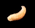 Maggot isolated black background. Macro Royalty Free Stock Photo