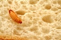 Maggot on a piece of bread Royalty Free Stock Photo