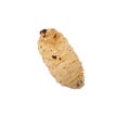 Maggot on a white background Royalty Free Stock Photo