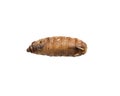 Maggot on a white background Royalty Free Stock Photo