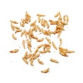 Maggots Royalty Free Stock Photo