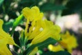 The maggots cling on the flowers, the old yellow bell, the yellow Thai name called Thong Rai. Selectable focus Natural blurred .