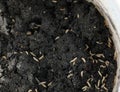Maggots in fish feed Royalty Free Stock Photo