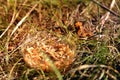 Maggots for fishing in a transparent box in the grass, sunlight, background, close-up Royalty Free Stock Photo