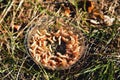 Maggots for fishing in a transparent box in the grass, sunlight, background, close-up Royalty Free Stock Photo