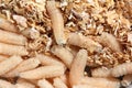 Maggots of fly Royalty Free Stock Photo