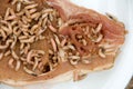 Maggots on pork chop Royalty Free Stock Photo