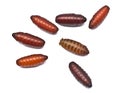 Maggots in pupa stage