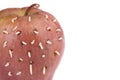 Maggots on rotten apple Royalty Free Stock Photo