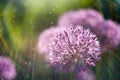 magic abstract nature background with alium flower macro. soft focus. Rainbow light effect Royalty Free Stock Photo