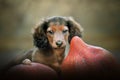 Portrait of a long-haired dachshund puppy.