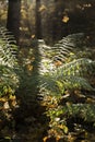 Magic autumn in the forest