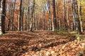 Magic autumn forest. Forest road covered with fallen leaves. Sunny day in the forest. Royalty Free Stock Photo