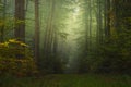 Magic autumn forest, romantic, misty, foggy landscape