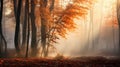 Magic autumn forest with walking path, beautiful autumn landscape