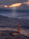 Magic of autumn landscape, yellow larch at sunset. Lone yellow larch tree at dawn in the mountains against the background of pink