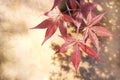 Magic autumn with leaves flying in the air whit bouquet