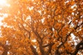 Magic autumn oak leaves in sunshine. Nature background in autumn