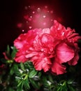 Magic azalea flower on a festive background bokeh hearts