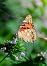 Magic background with painted lady butterfly. Close up photo of butterfly on a garden flower Royalty Free Stock Photo