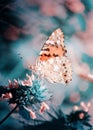 Magic background with painted lady butterfly. Close up photo of butterfly on a garden flower. Royalty Free Stock Photo