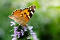 Magic background with painted lady butterfly. Close up photo of butterfly on a garden flower Royalty Free Stock Photo