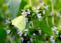 Magic background with painted lady butterfly. Close up photo of butterfly on a garden flower Royalty Free Stock Photo