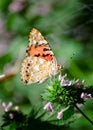 Magic background with painted lady butterfly. Close up photo of butterfly on a garden flower Royalty Free Stock Photo