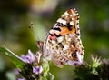 Magic background with painted lady butterfly. Close up photo of butterfly on a garden flower Royalty Free Stock Photo