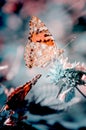 Magic background with painted lady butterfly. Close up photo of butterfly on a garden flower Royalty Free Stock Photo