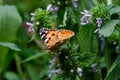 Magic background with painted lady butterfly. Close up photo of butterfly on a garden flower Royalty Free Stock Photo